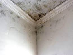 Best Black Mold Removal in Jurupa Valley, CA